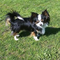Chihuahua Bailey