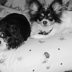 Chihuahua Bailey