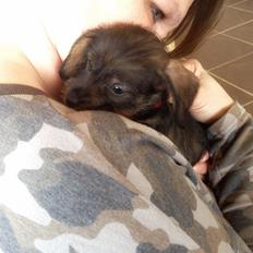 Dværggravhund Agnes. ( Himmelhund )