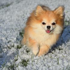 Chihuahua Caspar aka Rangeren