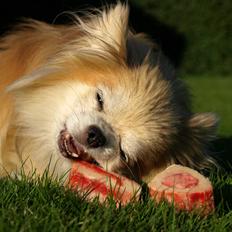 Chihuahua Caspar aka Rangeren