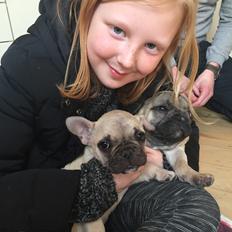 Fransk bulldog Chester