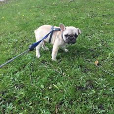 Fransk bulldog Chester