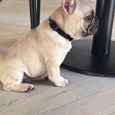 Fransk bulldog Chester