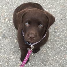 Labrador retriever Emma