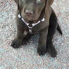 Labrador retriever Emma