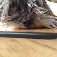 Blanding af racer Ngui