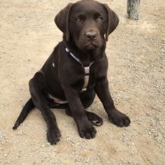 Labrador retriever Emma