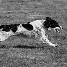 Field Trial Springer Spaniel Funky 16 sept 09-24 okt 24