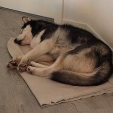 Siberian husky Diva