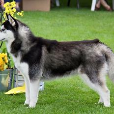 Siberian husky Diva