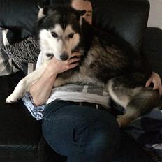 Siberian husky Diva