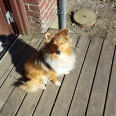 Shetland sheepdog Molly