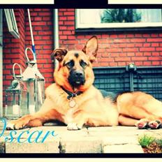 Blanding af racer Oscar