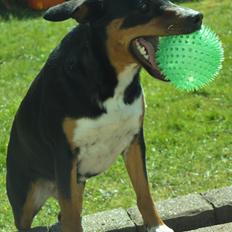 Blanding af racer Emma