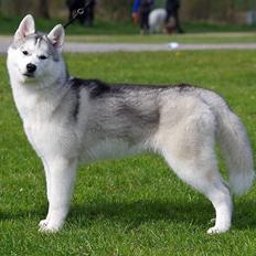 Siberian husky Girl's Talk Star'n Nordica (Penny)