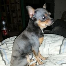 Chihuahua Kadir