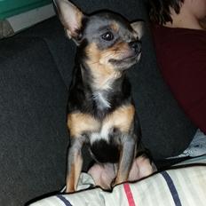 Chihuahua Kadir