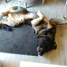 Mastin español Frekes bering