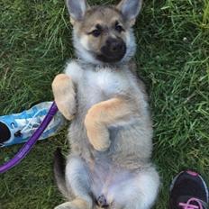 Schæferhund Pandora