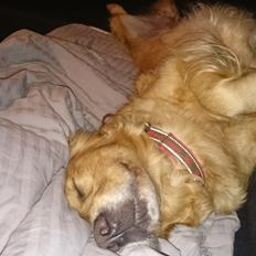 Golden retriever Chica