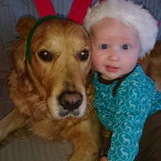 Golden retriever Chica