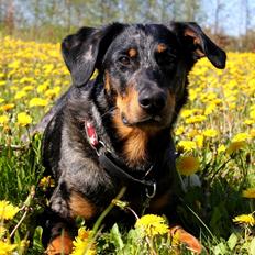 Beauceron Jesse