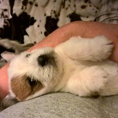 Blanding af racer Kom-Karla