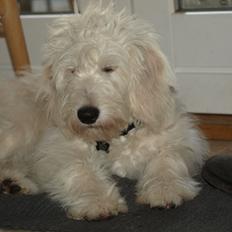 Blanding af racer Sia