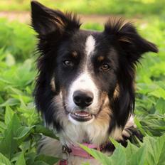 Border collie Mayzie 