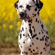 Dalmatiner Hugin (Spotdog's Everything Elegant)