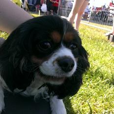 Cavalier king charles spaniel Candy