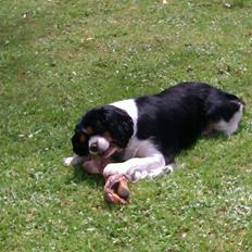 Cavalier king charles spaniel Candy