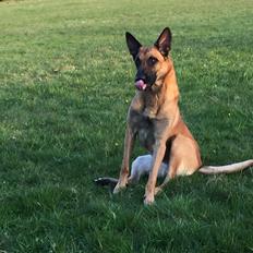 Malinois Jenos Nitro