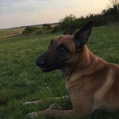 Malinois Jenos Nitro