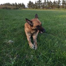 Malinois Jenos Nitro