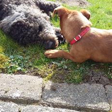 Blanding af racer Filly