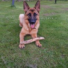 Schæferhund Mongrif Fanta  (Laica)