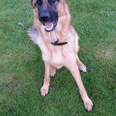 Schæferhund Mongrif Fanta  (Laica)