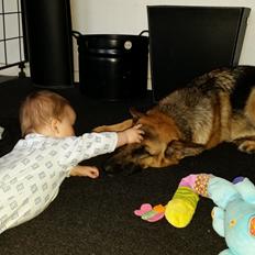 Schæferhund Mongrif Fanta  (Laica)