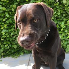 Labrador retriever Alba (R.I.P. 9/9-2016)