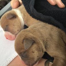 Olde english bulldogge TrueLove Bulldogs She Loves You (Jytte)