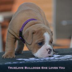 Olde english bulldogge TrueLove Bulldogs She Loves You (Jytte)