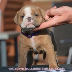 Olde english bulldogge TrueLove Bulldogs She Loves You (Jytte)