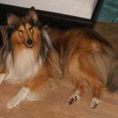 Collie langhåret Ebony Moor´s Charismatic Cato