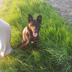 Blanding af racer Asti