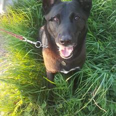 Blanding af racer Asti