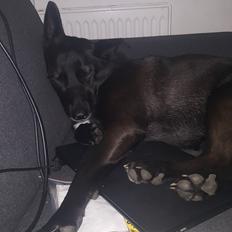 Blanding af racer Asti