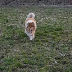 Collie langhåret Marco ( Julianas Corey)