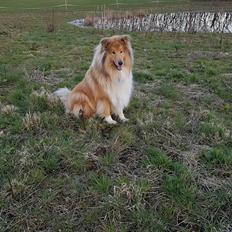 Collie langhåret Marco ( Julianas Corey)